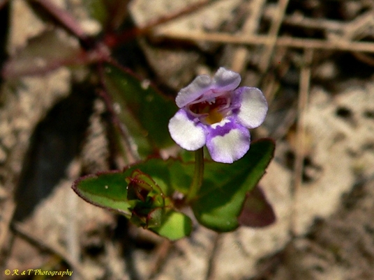 {Torenia crustacea}